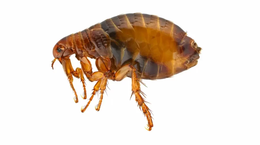 Imagen de una pulga de cerca