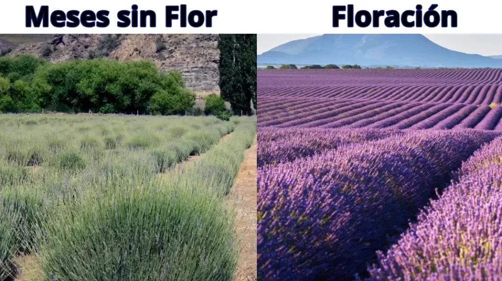 Diferencia entre campos de lavanda con flor y sin flor
