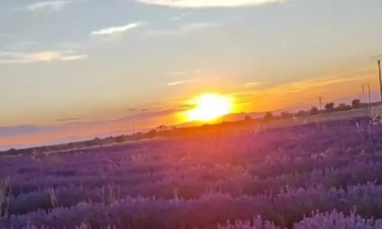 Atardecer campos de lavanda de Brihuega