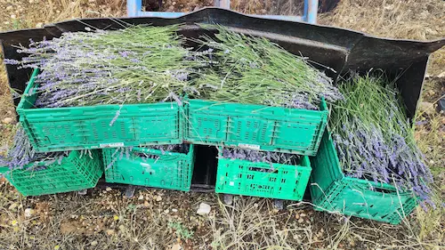 Lavanda al por mayor