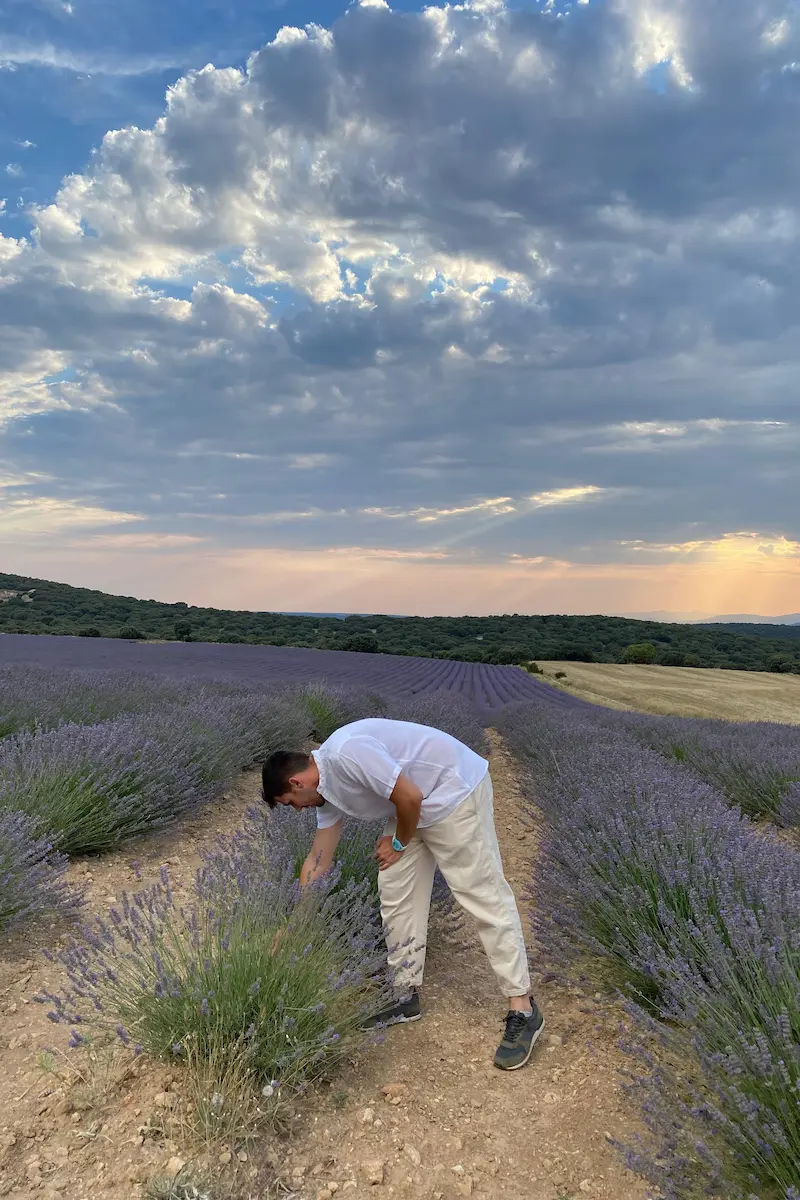 Visitas guiadas campos lavanda