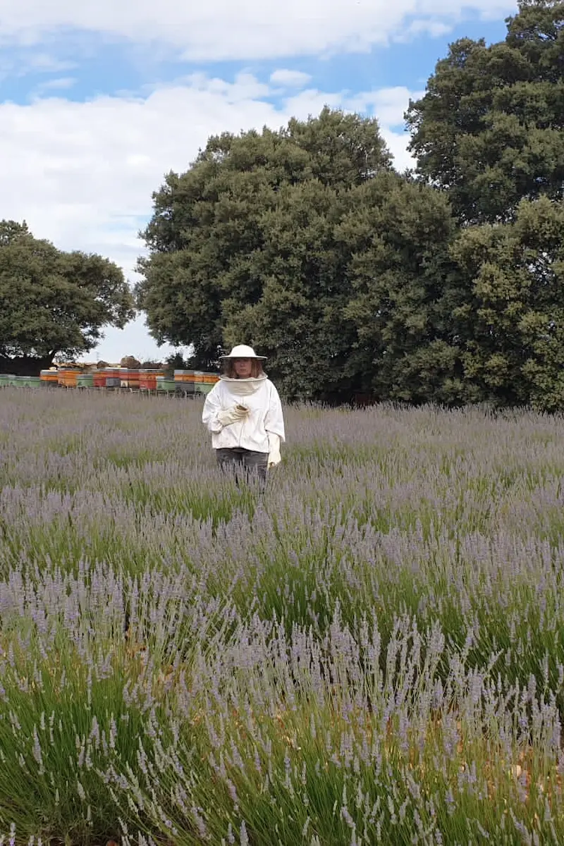 Apicultura en campos lavanda