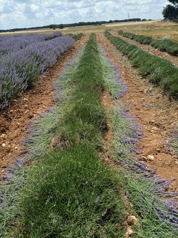 Comprar lavanda a granel