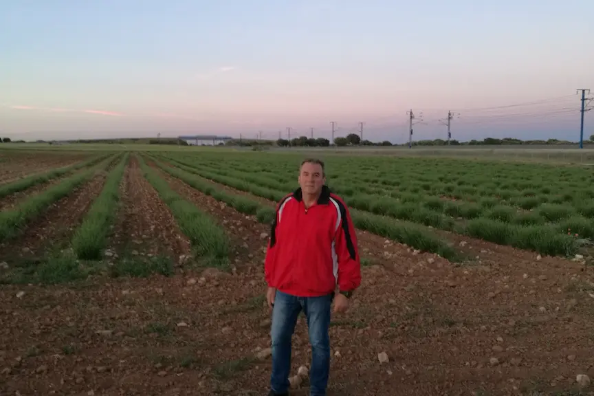 Campos propios de lavanda