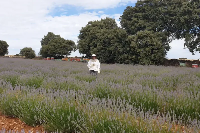 Lavanda al por mayor para profesionales