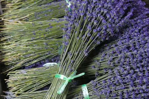 Ramos de lavanda fresca