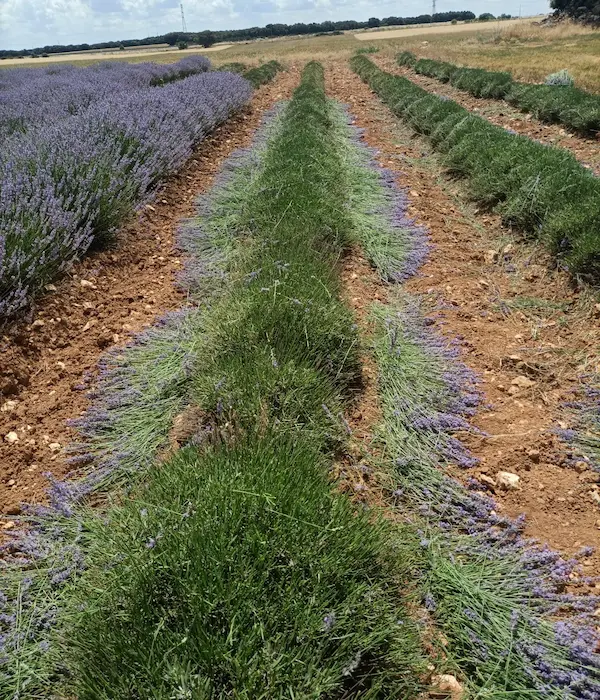 Ramos de lavanda frescos para matrimonios