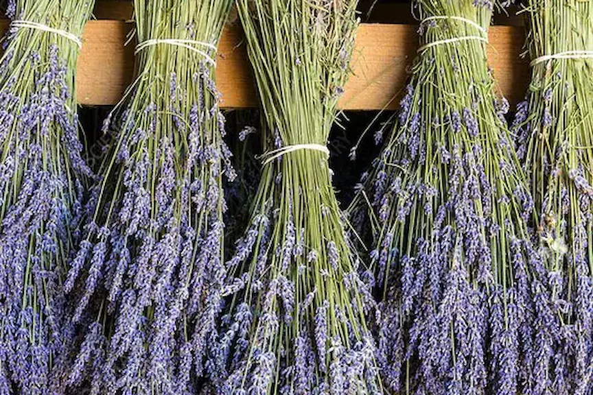 lavanda fresca donde comprar