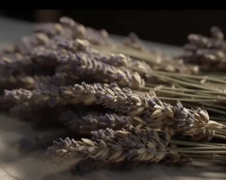 Ramo de flores secas de lavanda para hacer colonia